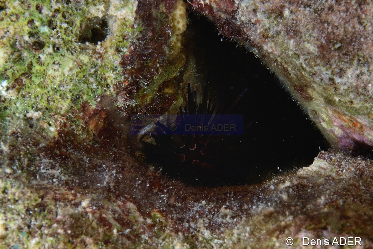Echinometra viridis Oursin de recif-Bonaire Buddy Reef-15m-20180222nuit-Denis-ADER-DSC_7604_tn.jpg